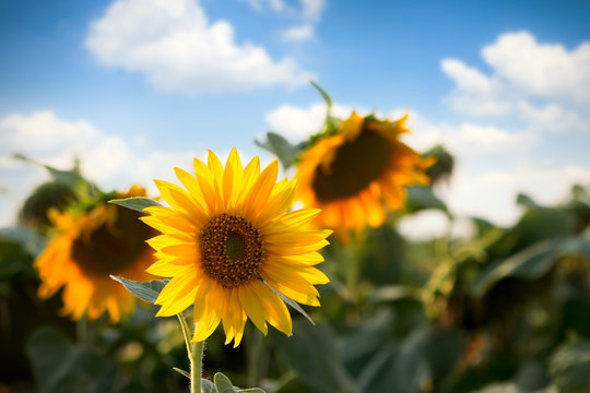 Sunflower in fields