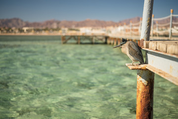 Bird hides from strong wind on a wooden pier in sea. View at the resort for trips during summer vacation. Summer vacation on Red sea. Sea with turquoise water. Sea coastline in an exotic country.