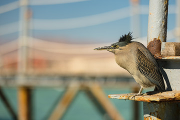 Bird hides from strong wind on a wooden pier in sea. View at the resort for trips during summer vacation. Summer vacation on Red sea. Turquoise water. Sea coastline in an exotic country.