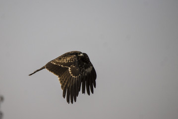The Indian spotted eagle (Clanga hastata) is a large South Asian bird of prey. Like all typical eagles, it belongs to the family Accipitridae.