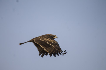 The Indian spotted eagle (Clanga hastata) is a large South Asian bird of prey. Like all typical eagles, it belongs to the family Accipitridae.