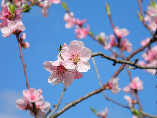 Spring branches with beautiful pink flowers against the blue sky. Blossoming peach tree in the sunny day in the garden. Blurred background.