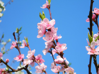Spring branches with beautiful pink flowers against the blue sky. Blossoming peach tree in the sunny day in the garden. Blurred background. 