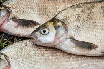 Pile of the common bream fish, crucian fish, roach fish, bleak fish on the natural background..