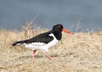 Eurasian oystercatcher, Haematopus ostralegus, birds of Iceland