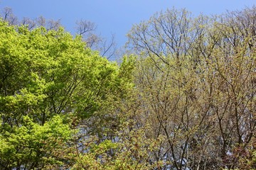 芽吹き