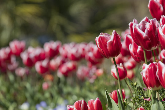 Closeup image of a red tulip (Tulipa gesneriana) with white color up the ends.