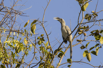 The Indian grey hornbill (Ocyceros birostris) is a common hornbill found on the Indian subcontinent.