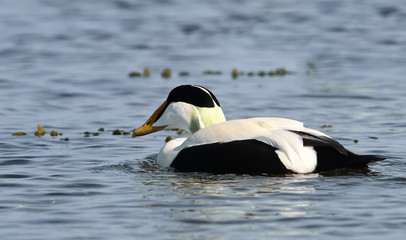Common eider, Somateria mollissima, birds of Iceland