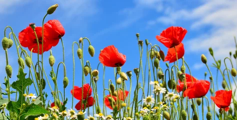 Photo sur Aluminium Coquelicots wild poppies landscape scene typical of those used for remembrance sunday with that tradition symbol the red poppy flower  