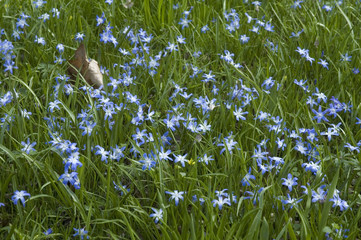 Obraz premium Scilla in der Wiese