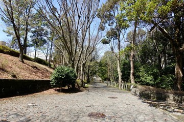 Fototapeta premium 春の散歩
