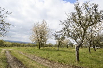 Streuobstwiese im Frühling