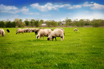 Obraz premium Sheep grazing on the green meadow
