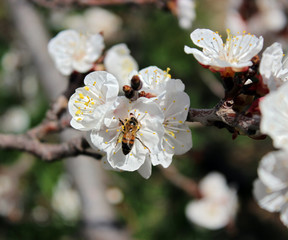 Honey bee on apricot flowers