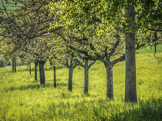 Fototapeta na wymiar Obstbäume im Frühjahr
