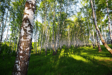 Fototapeta premium summer in sunny birch forest