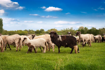 Fototapeta premium Sheep and lamb in the meadow