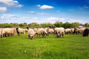 Naklejka na ściany i meble Herd of sheeps