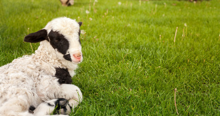 Little lamb on the grass © Cherries