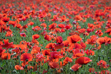 Fototapeta na wymiar A field with red poppies 