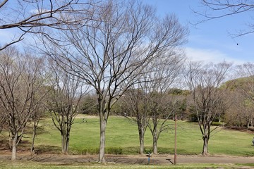 早春の桜ヶ丘公園