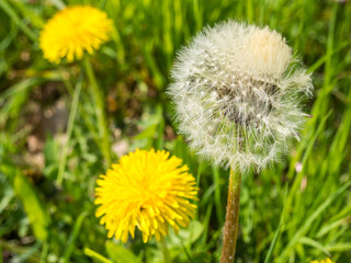 Löwenzahn Jung und Alt