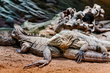 two large varanus resting in the sun in terrarium