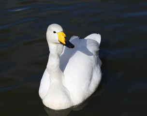 Whooper Swan, Cygnus cygnus, birds of Iceland
