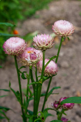 Helichrysum paper daisy straw flower.