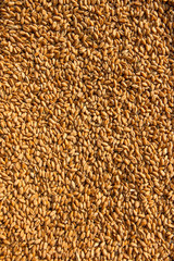 Grains of wheat in close up view perfect agriculture texture image.