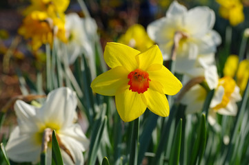 Obraz premium Narzisse der Sorte Fortune - the Daffodil flower is called Fortune