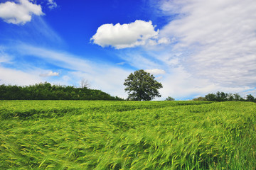 Fototapeta premium Growing rye field, Agricultural Background 