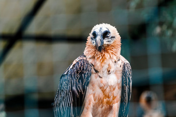 bearded eagle at Prague Zoo in a cage