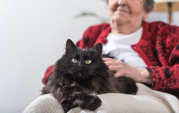 Old Woman With Her Cat