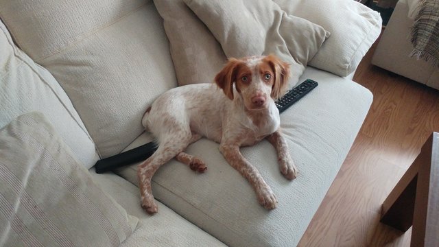 Perrita acostada en sofa con mandos para ver la television