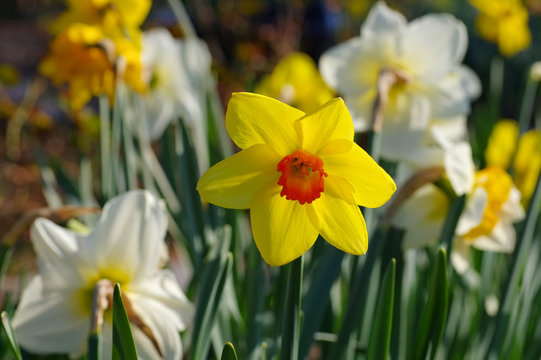 Narzisse der Sorte Fortune - the Daffodil flower is called Fortune