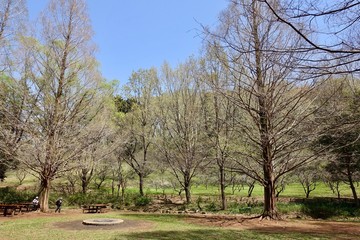 早春の桜ヶ丘公園