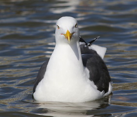 Lesser Black-backed Gull, Larus fuscus, birds of Iceland