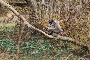 A gray color strange looking gibbon sitting on a tree