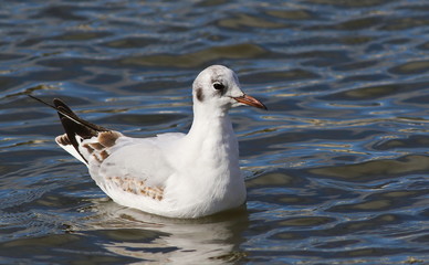 Black-headed gull, Larus ridibundus, birds of Iceland