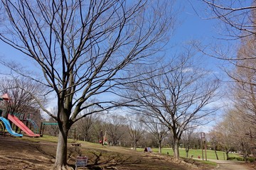 早春の桜ヶ丘公園