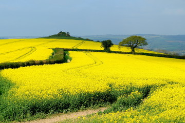 Beautiful flowering rapeseed field in East Devon, England