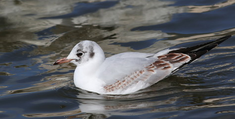 Black-headed gull, Larus ridibundus, birds of Iceland