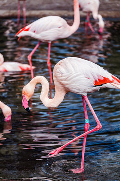 Pink flamingo in water, vertical photo