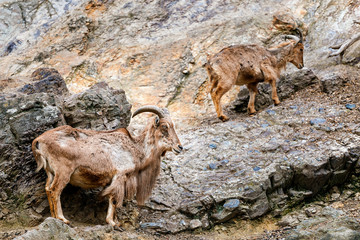 Bharal or blue sheep Pseudois nayaur in the enclosure at the Prague Zoo
