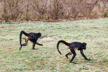 running funny black ape monkey in th Prague Zoo