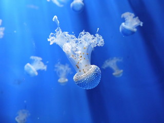 Baby medusas in blue water