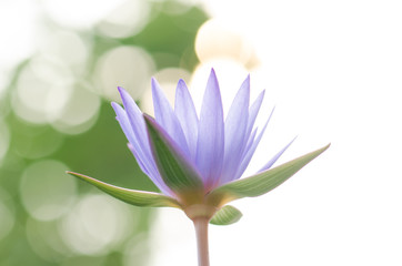 Fototapeta premium .The purple lotus bloomed in the morning sun. Look gorgeous, background blurred And a beautiful bokeh