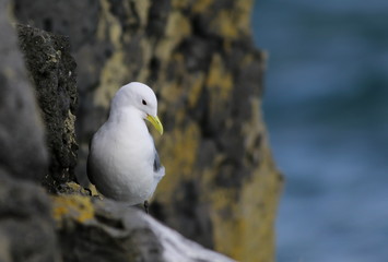 Iceland Gull in nest, Larus glaucoides